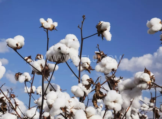 棉籽油精煉設備，充分脫離棉酚生產健康營養(yǎng)油(圖1)